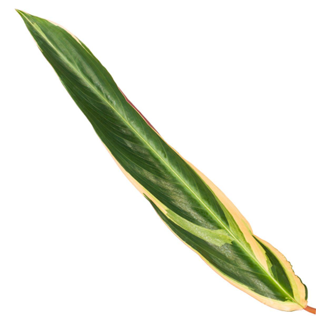 Calathea Warscewiczii - 80 cm - Ø19cm