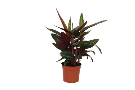 Calathea Stripestar 40 cm