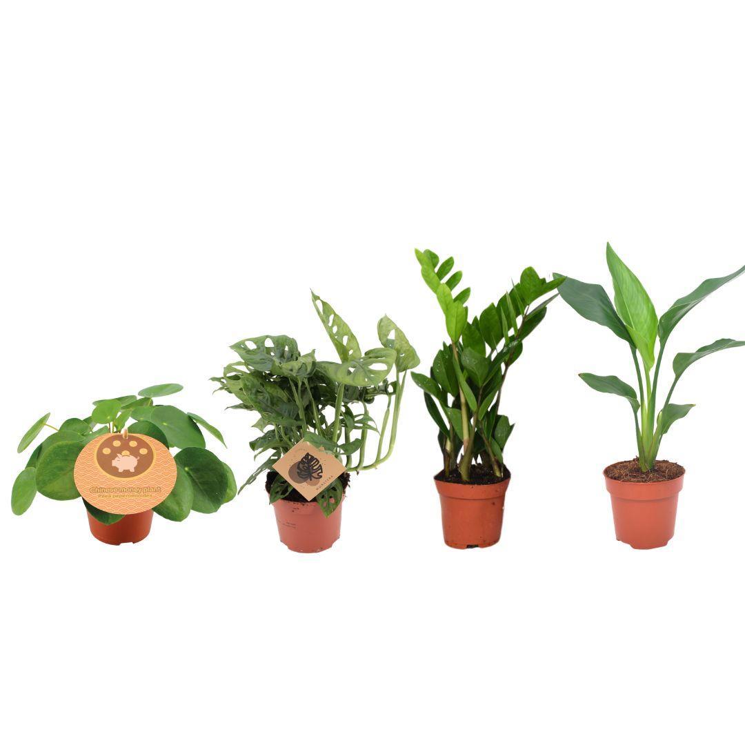 Pflanzkasten-Set – 4 Stück – Ø 12 cm – Höhe 20–40 cm
