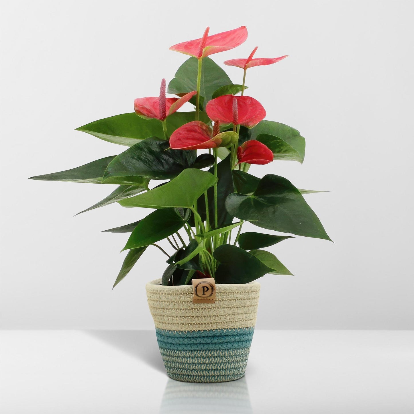 Anthurium andreanum Sweet Dream incl. PURE mand - 45cm - Ø12