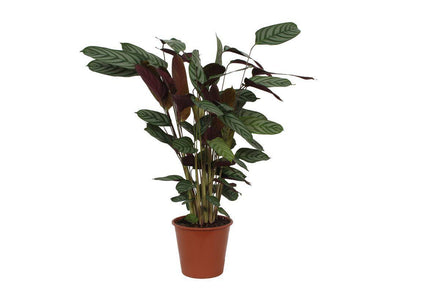 Calathea Compactstar 80 cm
