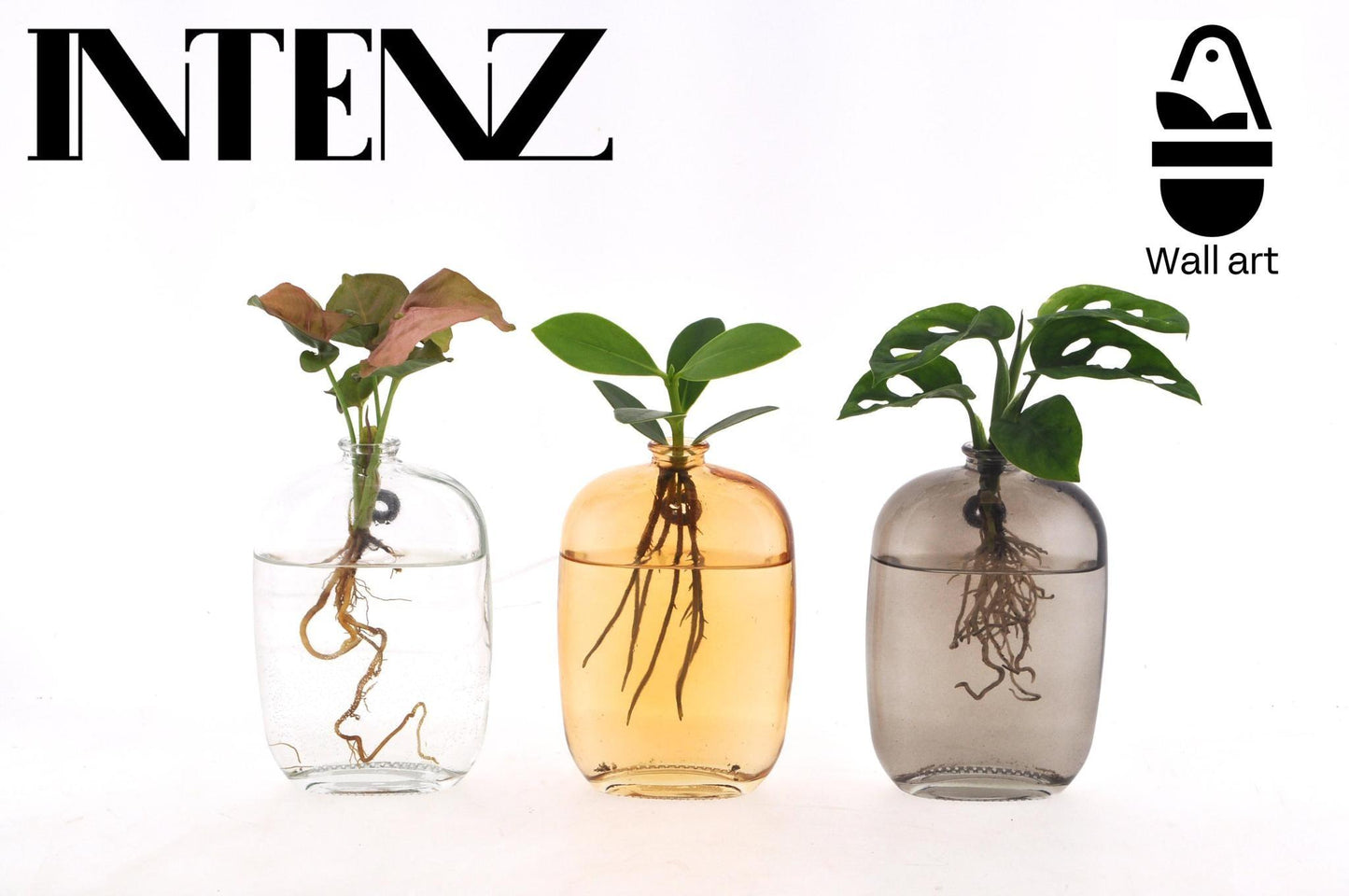 Zimmerpflanzen-Mix in Santiago Glas-Wandkunst – 3-teilig – Ø 7 cm – ↕ 10 cm