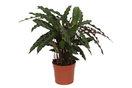 Calathea Elgergrass 40 cm