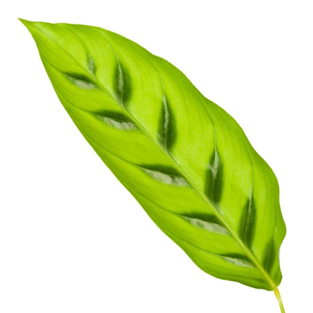 Calathea Jasie - 40 cm - Ø12cm