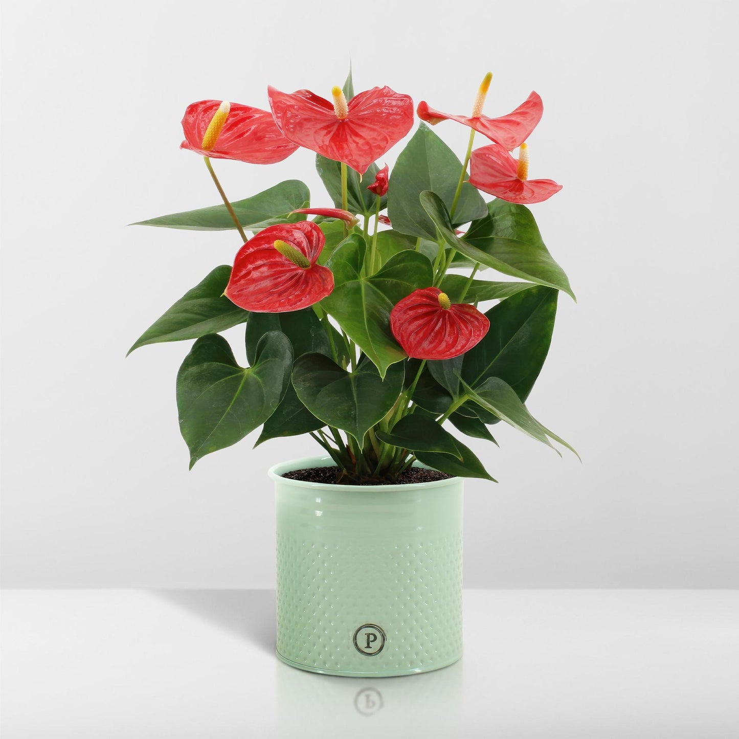 Anthurium andreanum Esudo incl. PURE zink - 45cm - Ø12