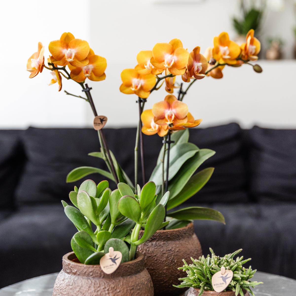 Kolibri-Orchideen | Kombi-Angebot: 4 Phalaenopsis-Orchideen – Las Vegas – Topfgröße Ø 12 cm | Blühende Zimmerpflanze – frisch vom Züchter