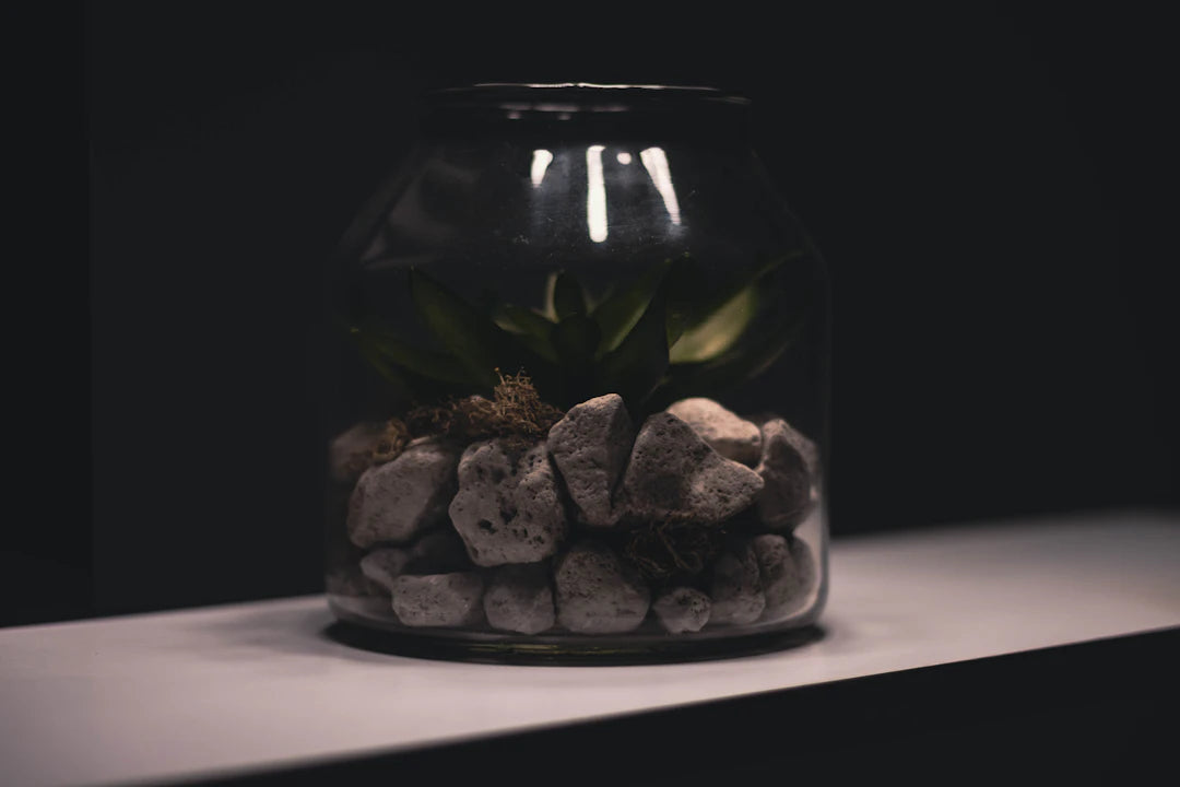 DIY Terrarium Kits voor Creatieve Geesten