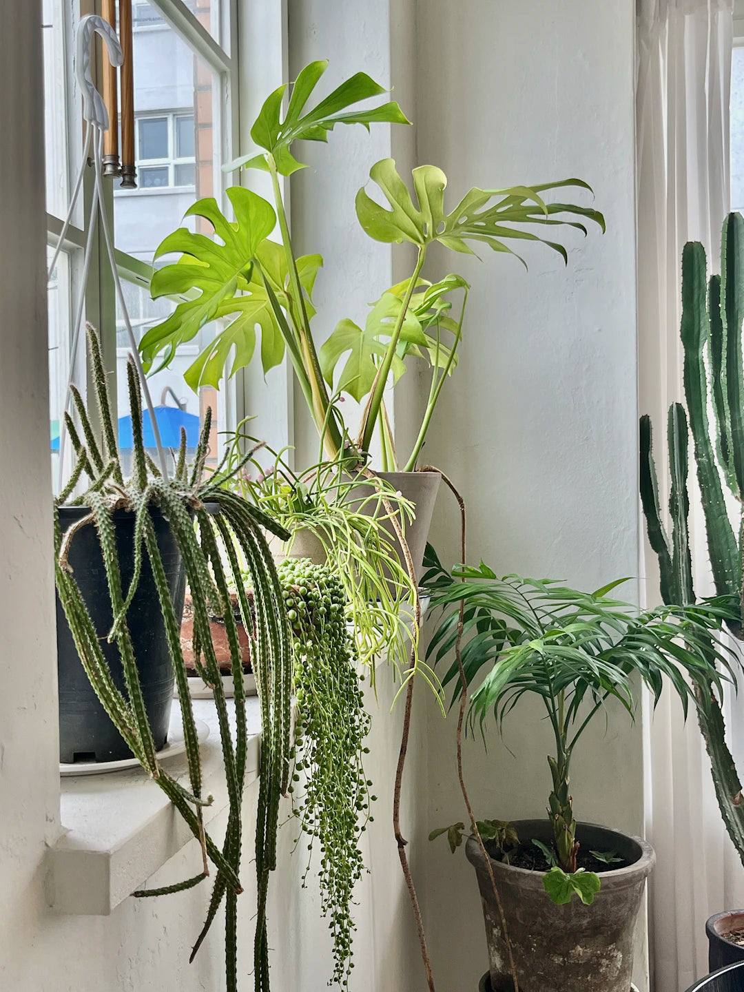 decoratieve planten voor thuis in een lichte kamer met verschillende soorten potplanten