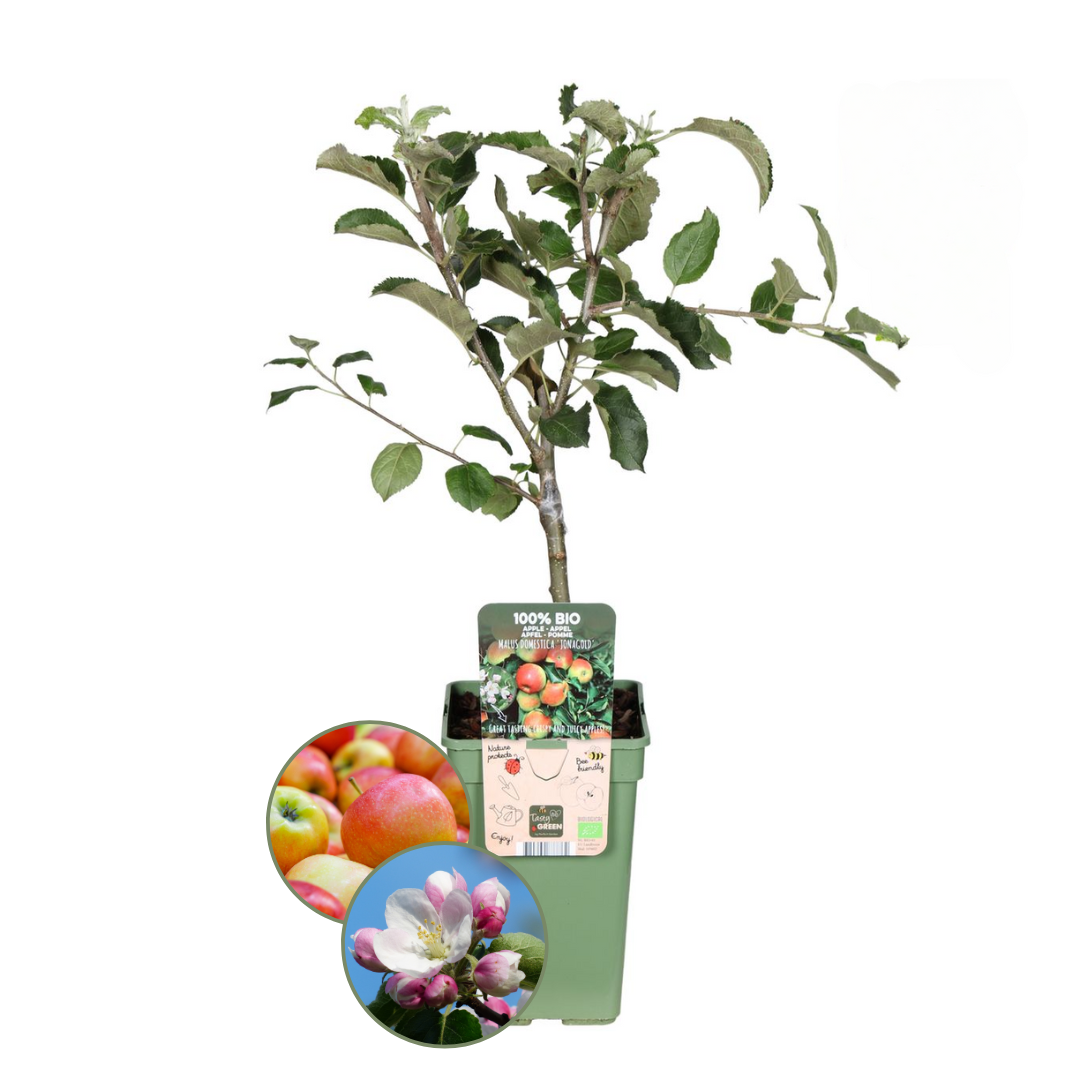 Duurzame GreenWish cadeaukaart voor personeel & relaties | Wagemakers