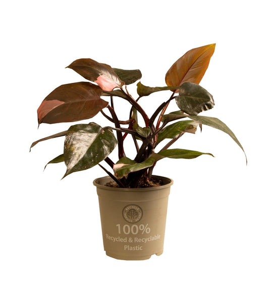 Plant als relatiegeschenk voor bedrijven