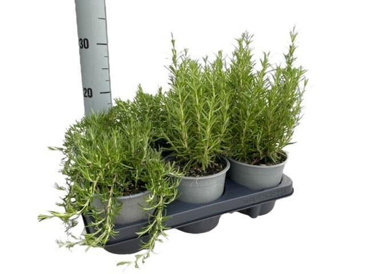 Unieke cadeaus voor leraren die ze zullen waarderen