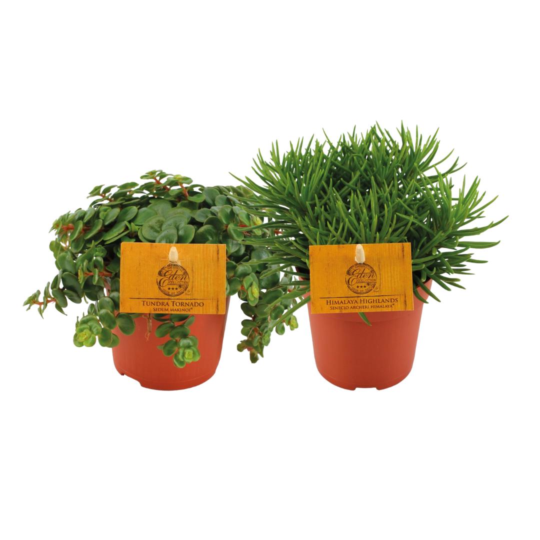 De Impact van Lichaamstaal bij het Geven van Cadeaus