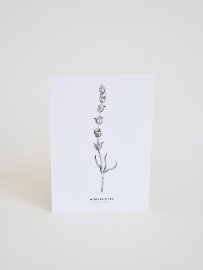 Herbal illustrated cards