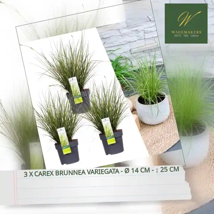 3 x Carex brunnea Variegata - &Oslash; 14 cm - ↨ 25 cm by@Outfy