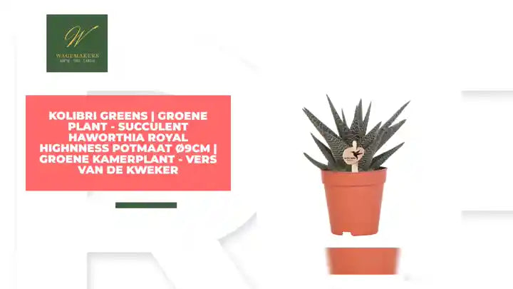 Kolibri Greens | Groene plant - Succulent Haworthia Royal Highnness potmaat &Oslash;9cm | groene kamerplant - vers van de kweker by@Outfy