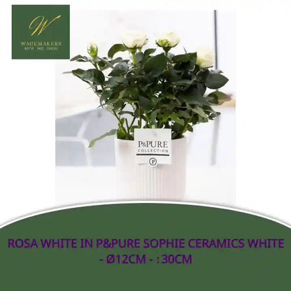 Rosa White In P&amp;PURE Sophie Ceramics White - &Oslash;12cm - ↕30cm by@Outfy