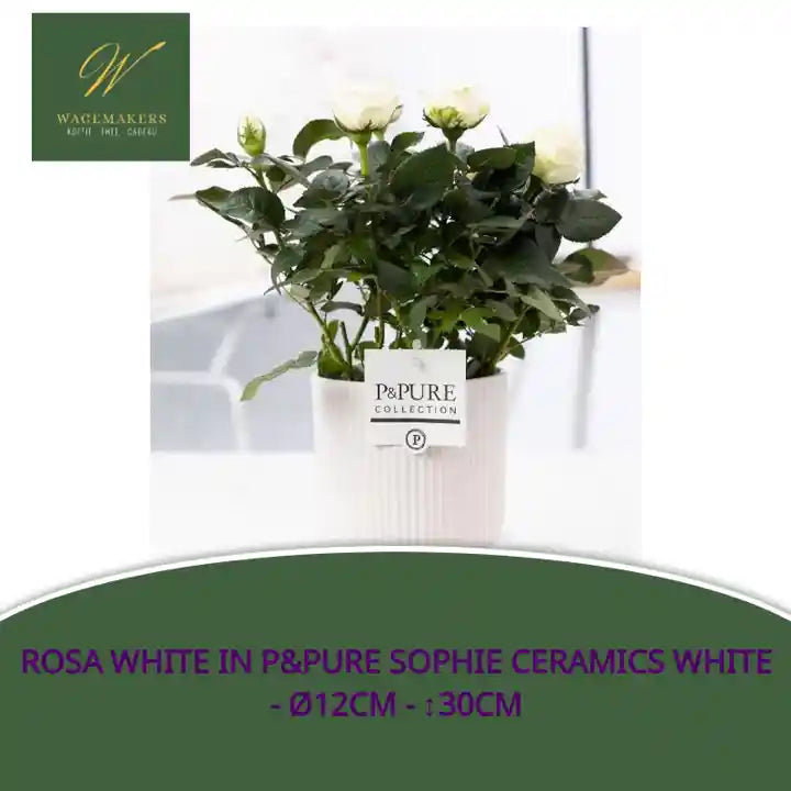 Rosa White In P&amp;PURE Sophie Ceramics White - &Oslash;12cm - ↕30cm by@Outfy