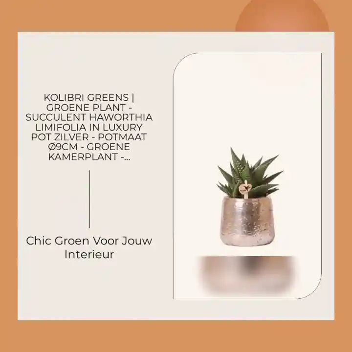 Kolibri Greens | Groene plant - Succulent Haworthia Limifolia in Luxury pot zilver - potmaat &Oslash;9cm - groene kamerplant - vers van de kweker by@Outfy