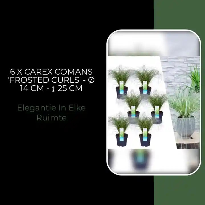 6 x Carex comans 'Frosted Curls' - &Oslash; 14 cm - ↨ 25 cm by@Outfy