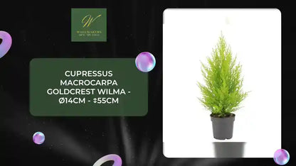 Cupressus Macrocarpa Goldcrest Wilma - &Oslash;14cm - ↕55cm by@Outfy