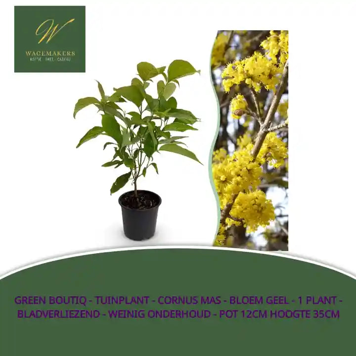 Green boutiQ - Tuinplant - Cornus mas - Bloem Geel - 1 Plant - Bladverliezend - Weinig Onderhoud - Pot 12cm Hoogte 35cm by@Outfy