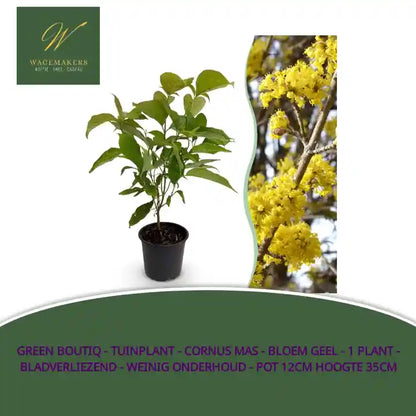 Green boutiQ - Tuinplant - Cornus mas - Bloem Geel - 1 Plant - Bladverliezend - Weinig Onderhoud - Pot 12cm Hoogte 35cm by@Outfy