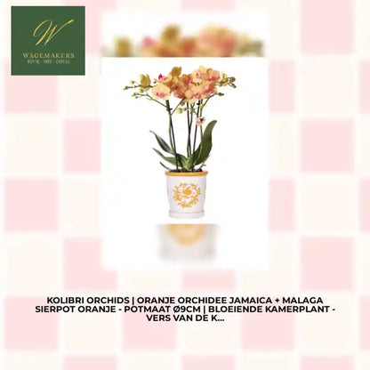 Kolibri Orchids | oranje orchidee Jamaica + Malaga sierpot oranje - potmaat &Oslash;9cm | bloeiende kamerplant - vers van de kweker by@Outfy