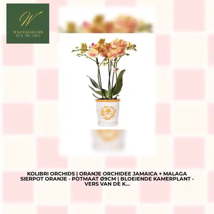 Kolibri Orchids | oranje orchidee Jamaica + Malaga sierpot oranje - potmaat &Oslash;9cm | bloeiende kamerplant - vers van de kweker by@Outfy