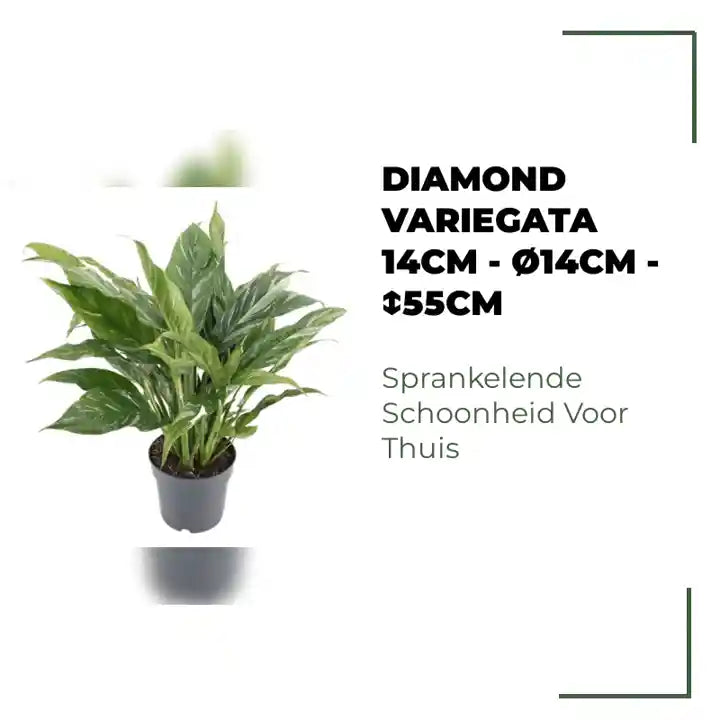 Diamond Variegata 14cm - &Oslash;14cm - ↕55cm by@Outfy