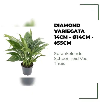 Diamond Variegata 14cm - &Oslash;14cm - ↕55cm by@Outfy