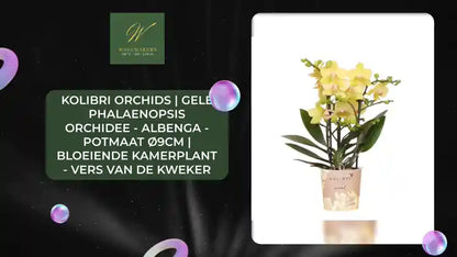 Kolibri Orchids | gele Phalaenopsis orchidee - Albenga - potmaat &Oslash;9cm | bloeiende kamerplant - vers van de kweker by@Outfy