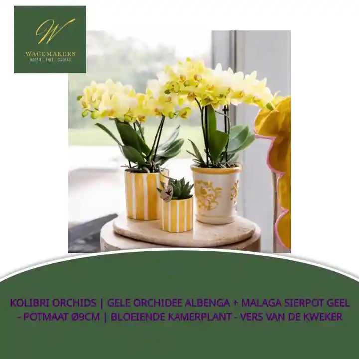 Kolibri Orchids | Gele orchidee Albenga + Malaga sierpot geel - potmaat &Oslash;9cm | bloeiende kamerplant - vers van de kweker by@Outfy