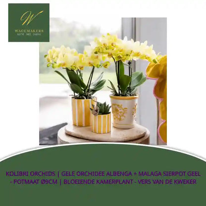 Kolibri Orchids | Gele orchidee Albenga + Malaga sierpot geel - potmaat &Oslash;9cm | bloeiende kamerplant - vers van de kweker by@Outfy