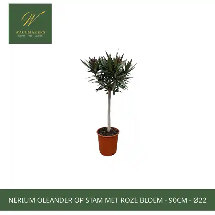 Nerium Oleander op stam met roze bloem - 90cm - &Oslash;22 by@Outfy