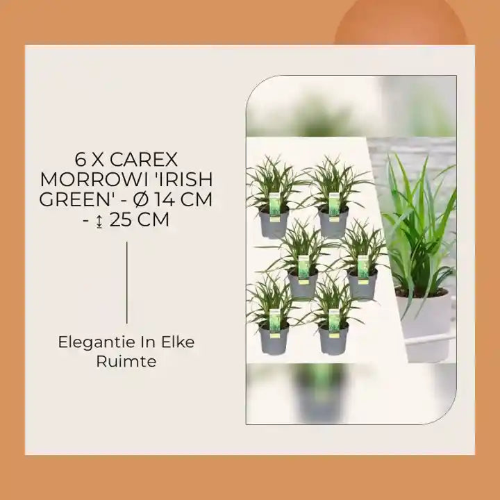 6 x Carex morrowi 'Irish Green' - &Oslash; 14 cm - ↨ 25 cm by@Outfy