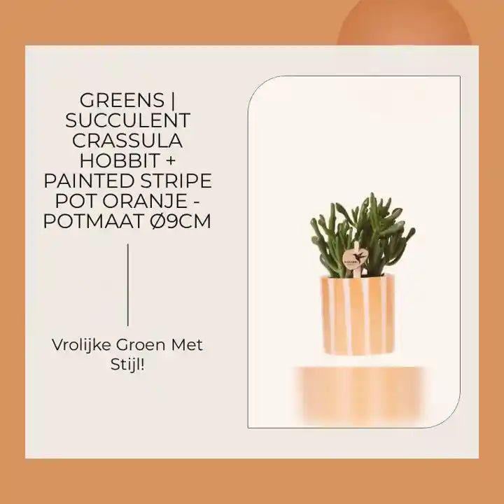 Greens | succulent Crassula Hobbit + Painted Stripe pot oranje - potmaat &Oslash;9cm by@Outfy