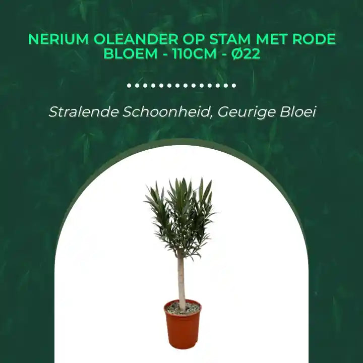 Nerium Oleander op stam met rode bloem - 110cm - &Oslash;22 by@Outfy