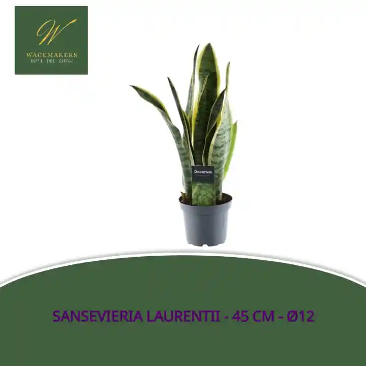 Sansevieria Laurentii - 45 cm - &oslash;12 by@Outfy