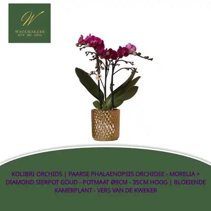 Kolibri Orchids | paarse Phalaenopsis orchidee - Morelia + Diamond sierpot goud - potmaat &Oslash;9cm - 35cm hoog | bloeiende kamerplant - vers van de kweker by@Outfy