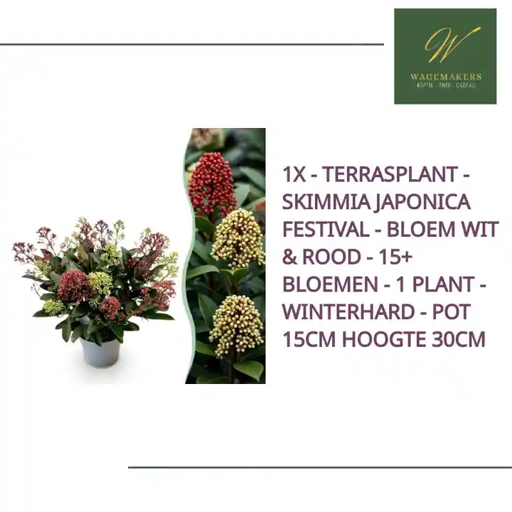 1x - Terrasplant - Skimmia japonica Festival - Bloem Wit &amp; Rood - 15+ Bloemen - 1 Plant - Winterhard - Pot 15cm Hoogte 30cm by@Outfy