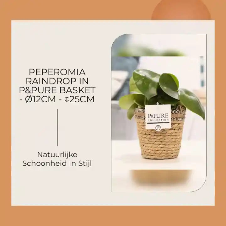 Peperomia Raindrop In P&amp;PURE Basket - &Oslash;12cm - ↕25cm by@Outfy