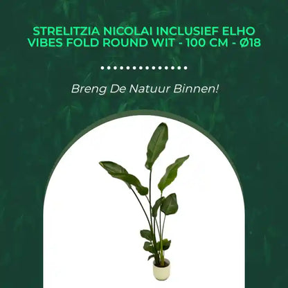 Strelitzia Nicolai inclusief elho Vibes Fold Round wit - 100 cm - &Oslash;18 by@Outfy