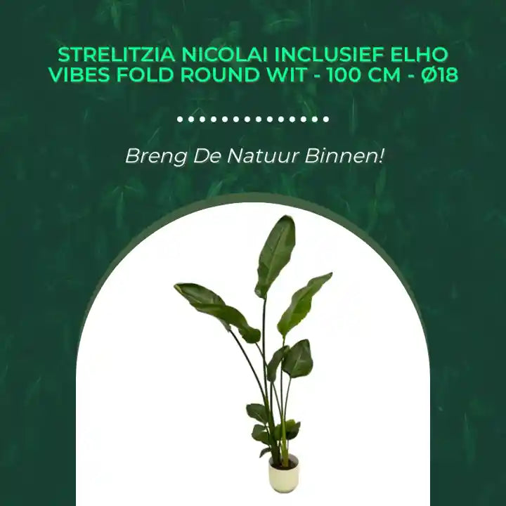 Strelitzia Nicolai inclusief elho Vibes Fold Round wit - 100 cm - &Oslash;18 by@Outfy