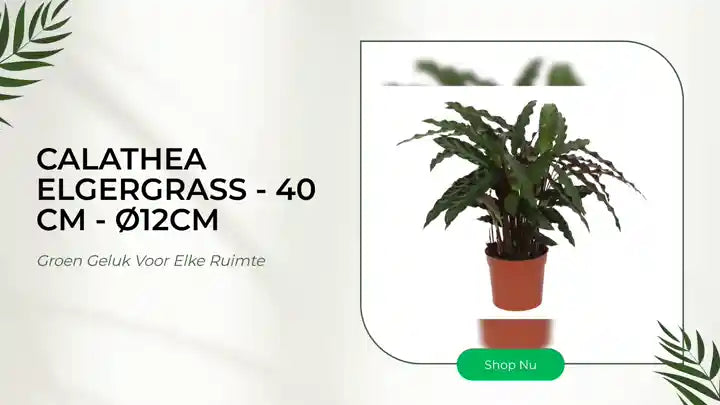 Calathea Elgergrass - 40 cm - &Oslash;12cm by@Outfy