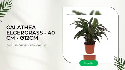 Calathea Elgergrass - 40 cm - &Oslash;12cm by@Outfy