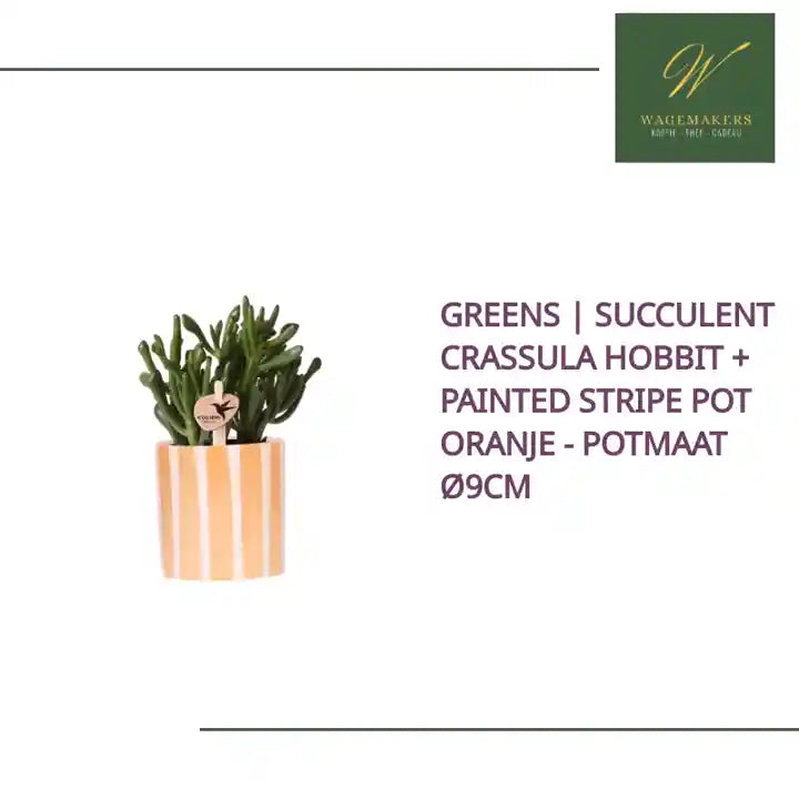 Greens | succulent Crassula Hobbit + Painted Stripe pot oranje - potmaat &Oslash;9cm by@Outfy