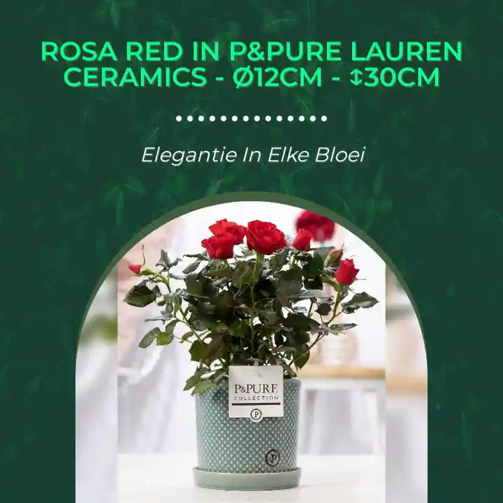 Rosa Red In P&amp;PURE Lauren Ceramics - &Oslash;12cm - ↕30cm by@Outfy