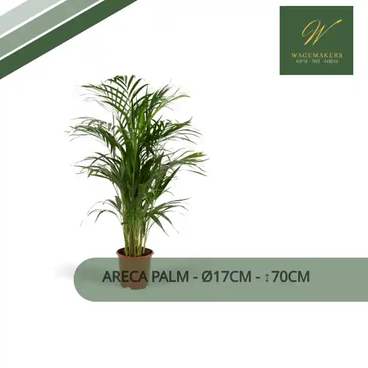 Areca palm - &Oslash;17cm - ↕70cm by@Outfy