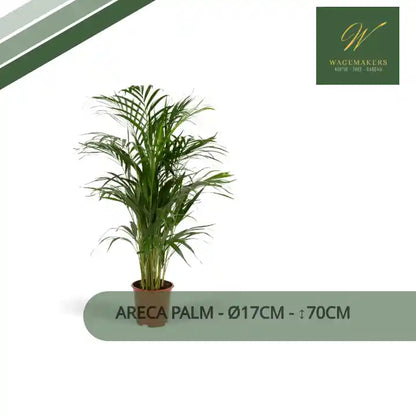 Areca palm - &Oslash;17cm - ↕70cm by@Outfy