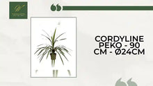 Cordyline Peko - 90 cm - &Oslash;24cm by@Outfy